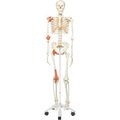 Fabrication Enterprises 3B® Anatomical Model - Leo The Ligament Skeleton on Roller Stand 950697